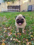066